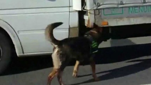 Soud s psovodem celního psa