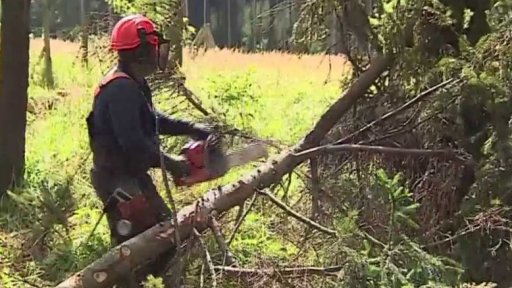 Problémy způsobené kůrovcem
