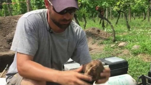 Archeologické nálezy na vinici