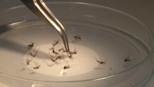 Vir zika na Floridě