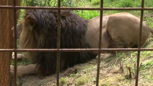 Lví výběh ve Zděchově