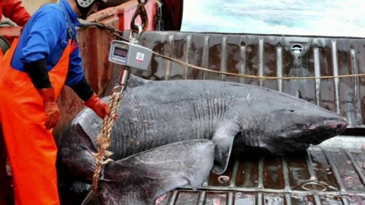 Nejstarší obratlovec na světě