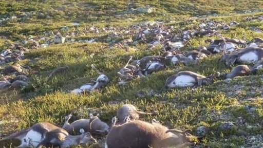 Blesk zabil 323 sobů