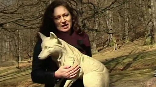 Model Lišky Bystroušky