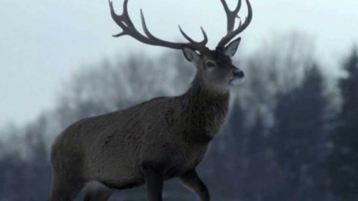 Rapl v nominacích Prix Europa