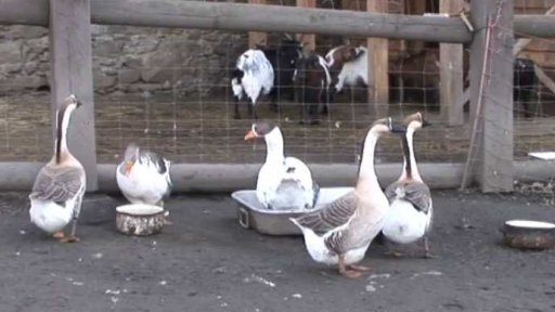 Hradní safari ve Strakonicích