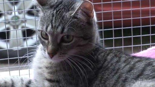 Útulek pro opuštěné kočky