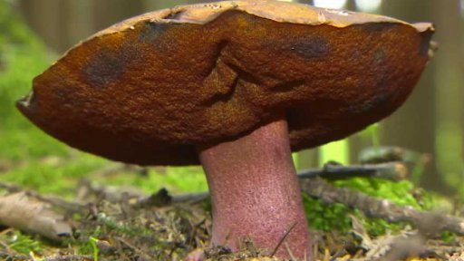 Startuje houbařská sezona