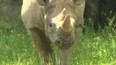 Nosorožec z královédvorské zoo se stěhuje do Tanzanie
