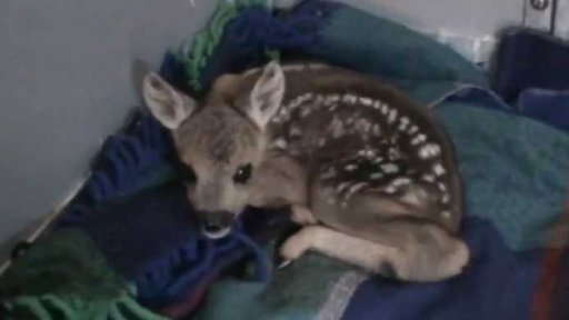 Záchranná stanice pro handicapovaná zvířata v Klášterci u Vimperku