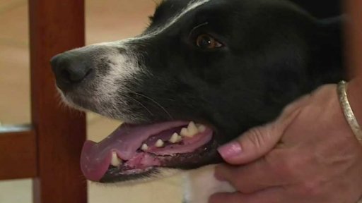 Cvičitelka asistenčních psů