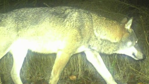 Na Šumavu se vrátili vlci