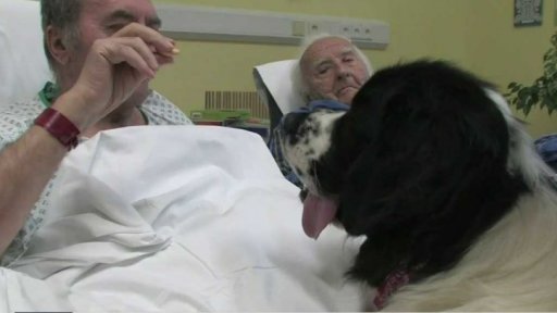 Canisterapie v písecké nemocnici