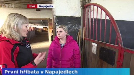 První hříbata v Napajedlech