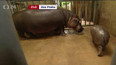Křest mláděte hroch v pražské zoo
