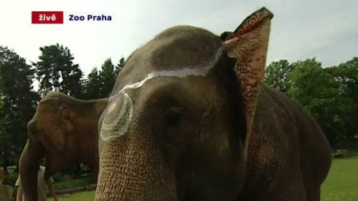 50 let od příchodu slonice Gulab