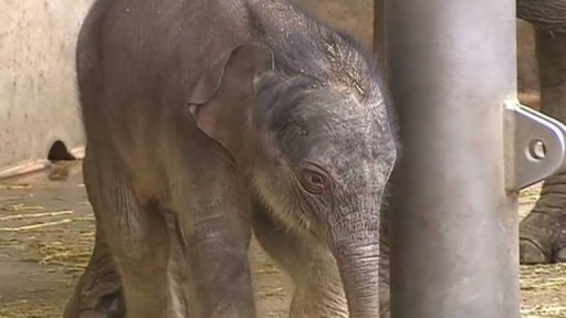 Křtiny slůněte pražské zoo