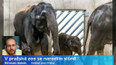 V pražské zoo se narodilo slůně