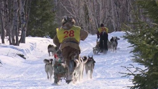 Závody psích spřežení