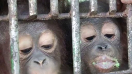 Návrat orangutanů do přírody