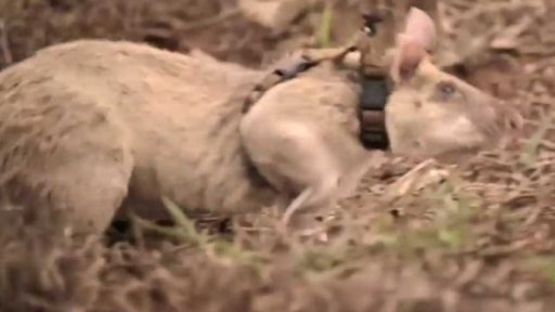 Zvířecí hledači min