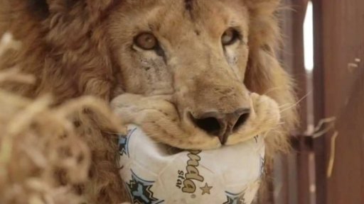 Lvi v Africe se vracejí do divočiny