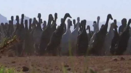 Kachny chrání vinice