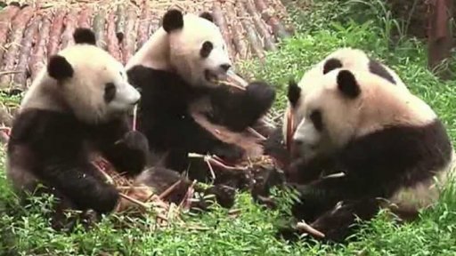 Pandy už nejsou na pokraji vyhubení + rozhovor s D. Fryntou