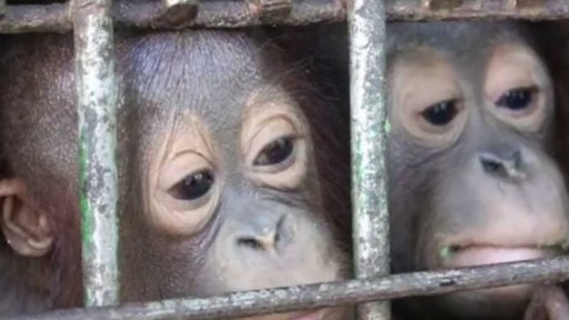 Návrat orangutanů do přírody