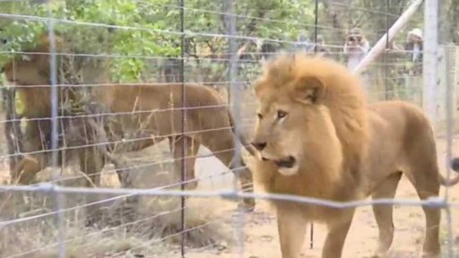 Lvi v Africe se vracejí do divočiny