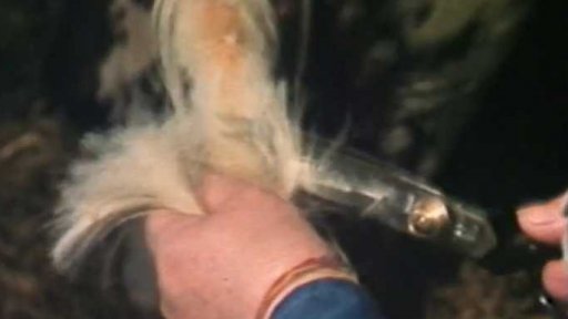 Žíně skotu (1981)