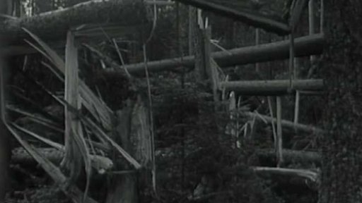 Odstřel zničených kmenů po vichřici (1963)