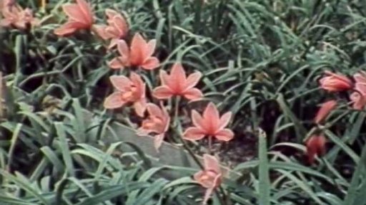 Pěstování květin pomocí tepla z elektrárny (1984)