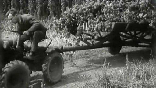 Sklizeň chmele (1956)