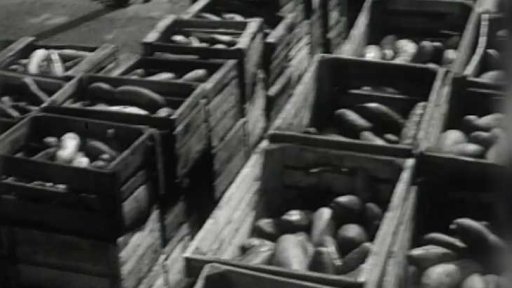 Zužitkování okurek (1966)