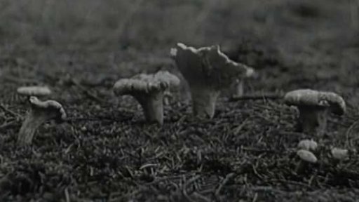 Zpracování lišek (1966)