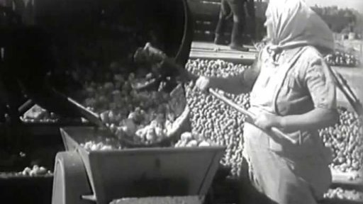 Pojízdná pařící kolona pomáhá s přípravou brambor na siláž (1956)