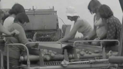 V JZD Rodvínov pěstují brambory na 180 ha (1976)