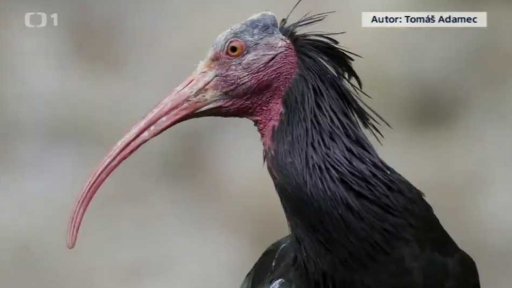 Ibisi uletěli a zase se vrací