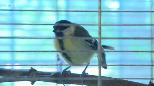 Příběh ptačích mláďat