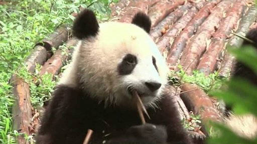 Záchrana pandy velké