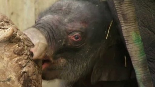 Slůně v pražské zoo