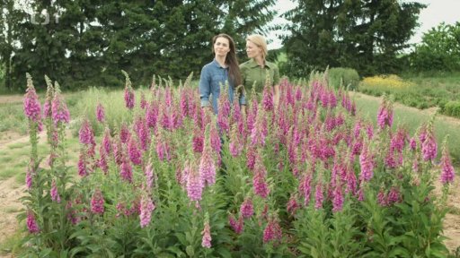 Náprstník červený