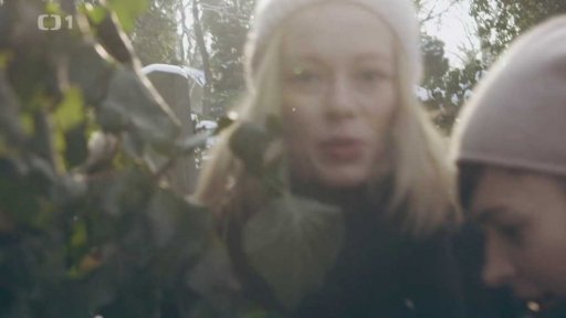 Břečťan popínavý