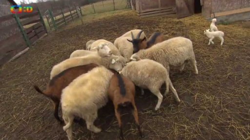 Záchranná stanice AVES