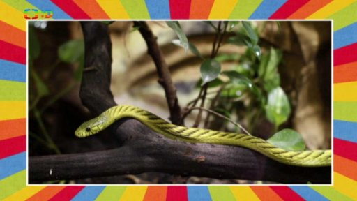 Za vysvědčení do Zoo Dvůr Králové za 10 korun