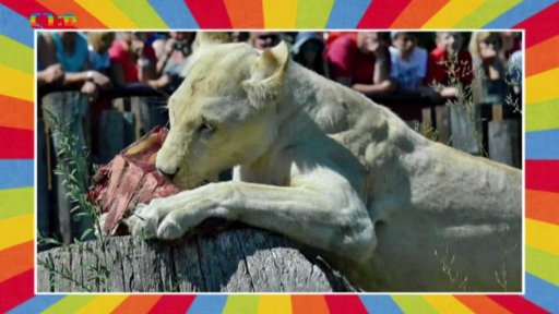 Krmení lvů a tygrů