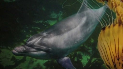 Podmořský svět na Staroměstské radnici