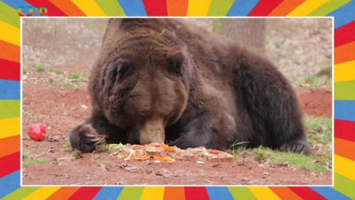 Probouzení medvědů