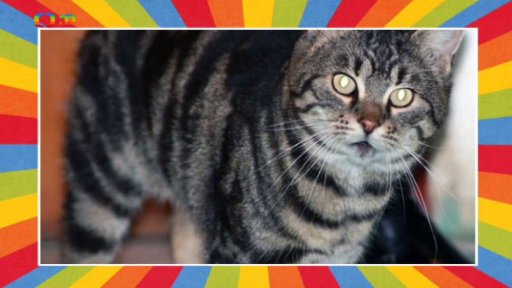 Den otevřených dveří v Naději pro kočky